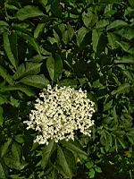 Sureau (prise vers Douai, Nord)(31)